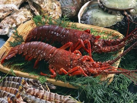 龍魚腳斷了：龍魚腳斷了是否能再生，主要取決于龍魚的年齡和斷腳的嚴(yán)重程度