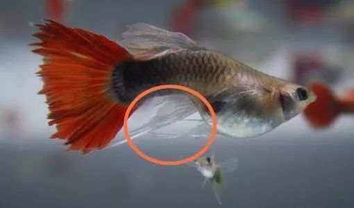 如何判斷紅龍魚性別差異：判斷紅龍魚性別差異的方法包括觀察體形和體型、體型、檢查鰭條和尾鰭以及觸摸鱗片
