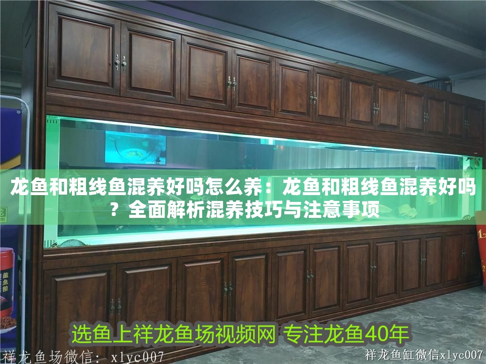 龍魚觀賞魚市場價多少錢一只啊：龍魚觀賞魚市場價多少錢一只？全面解析價格因素與選購指南
