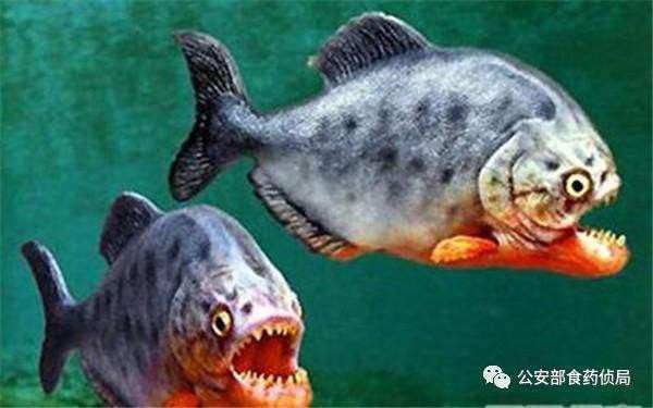 恐龍魚(yú)可以放生嗎有毒嗎