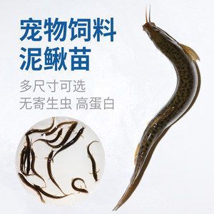 龍魚翹嘴好不好養殖：龍魚翹嘴養殖需要注意魚缸大小、水質管理和繁殖環境的模擬 龍魚翹嘴好不好養殖：龍魚翹嘴養殖需要注意魚缸大小、水質管理和繁殖環境的模擬 龍魚百科 第4張