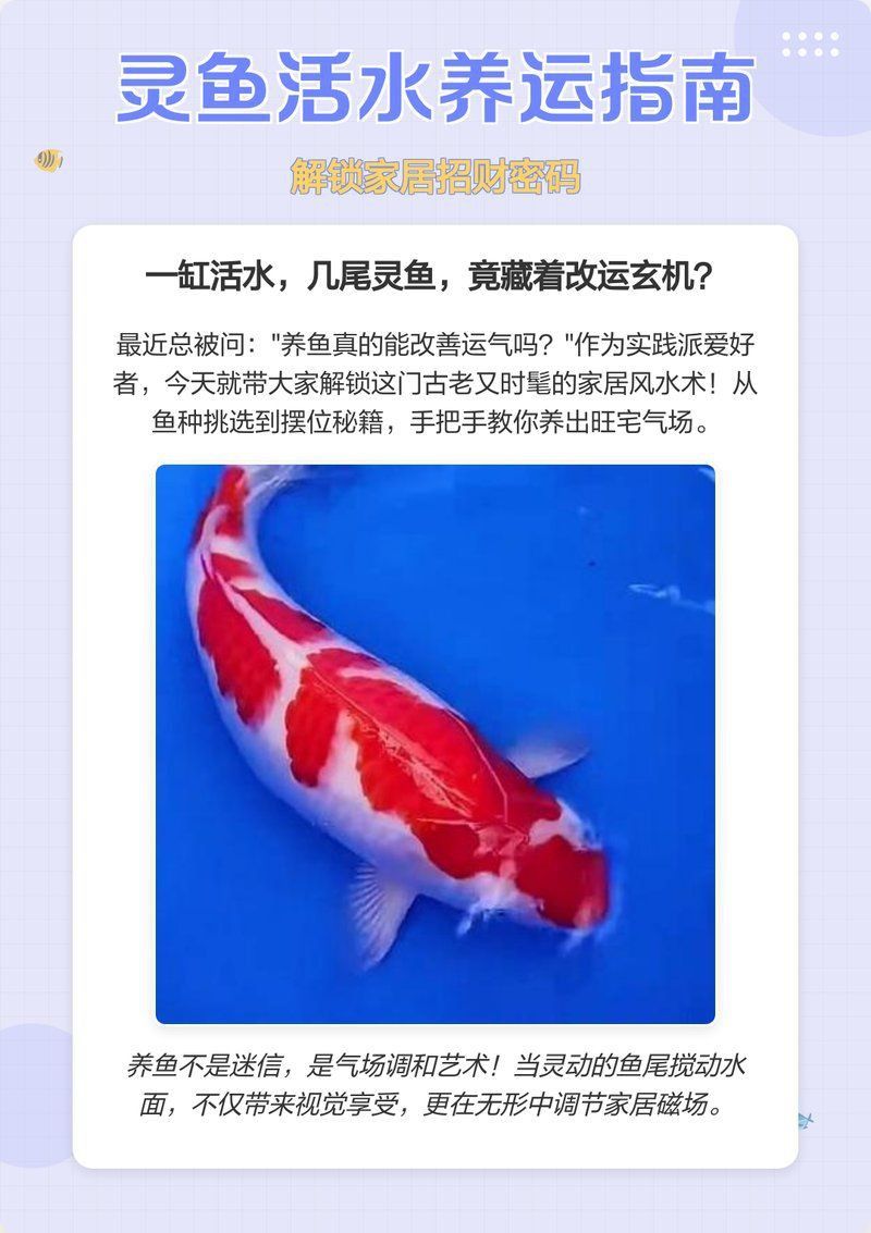 推薦幾本關于龍魚風水的書籍 推薦幾本關于龍魚風水的書籍 龍魚百科 第1張
