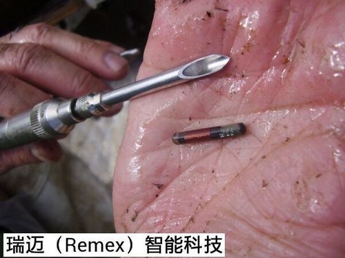 龍魚芯片圖片 龍魚芯片圖片 龍魚百科 第16張