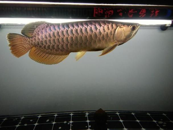 龍魚芯片圖片 龍魚芯片圖片 龍魚百科 第20張