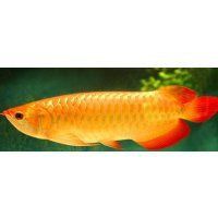 龍魚芯片圖片 龍魚芯片圖片 龍魚百科 第26張