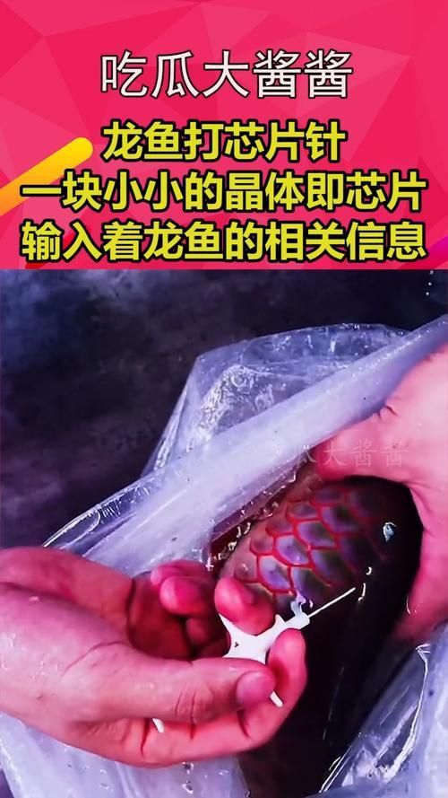 龍魚芯片圖片 龍魚芯片圖片 龍魚百科 第23張
