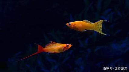龍魚尺寸與魚齡的關系（龍魚的尺寸與其年齡之間存在密切關系，）