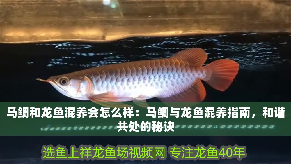 馬鯛和龍魚混養會怎么樣：馬鯛與龍魚混養指南，和諧共處的秘訣
