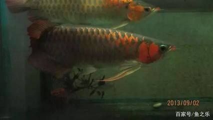 龍魚有點沉頭會死掉嗎（龍魚沉頭不一定致命，飼主應注意以下幾點，）