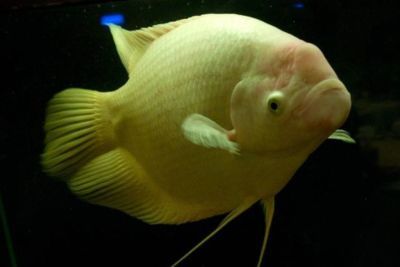 家里養龍魚死了寓意（“家里養的龍魚突然死亡”的寓意存在多種解讀觀點）