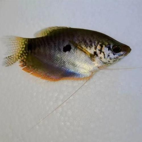 紅色銀龍魚怎么畫好看（如何畫好紅色銀龍魚） 紅色銀龍魚怎么畫好看（如何畫好紅色銀龍魚） 龍魚百科 第4張