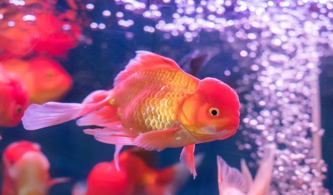 龍魚(yú)缸增氧泵需要一直開(kāi)嗎視頻：龍魚(yú)缸增氧泵是否需要24小時(shí)開(kāi)啟 龍魚(yú)缸增氧泵需要一直開(kāi)嗎視頻：龍魚(yú)缸增氧泵是否需要24小時(shí)開(kāi)啟 龍魚(yú)百科 第4張