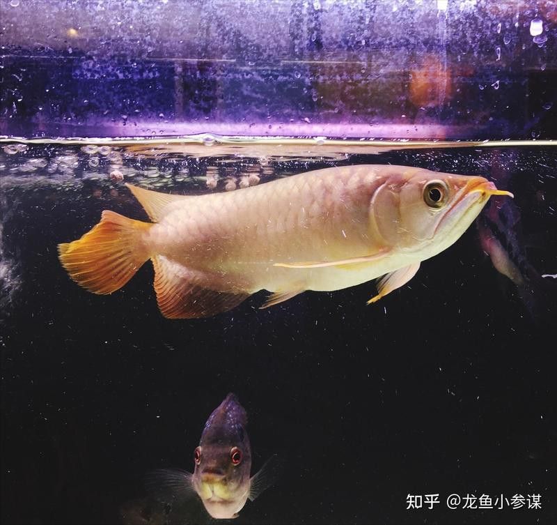 紅龍魚(yú)可以用白色背景嗎