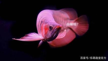 龍魚晚上開小夜燈好嗎（龍魚晚上是否需要開小夜燈，不同的觀點(diǎn)和經(jīng)驗(yàn)給出了不同的答案）