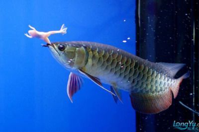 高背金龍魚能長多大的魚（關于高背金龍魚體型的一些詳細信息）