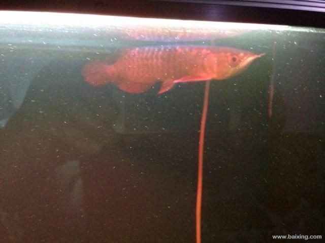 高背金龍魚能長多大的魚（關于高背金龍魚體型的一些詳細信息）