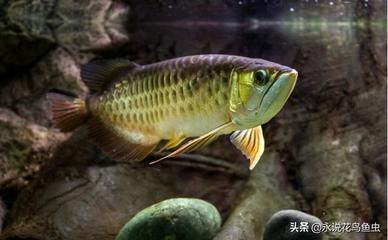 金龍魚呆在魚缸低下什么原因（金龍魚為什么會呆在魚缸底下）
