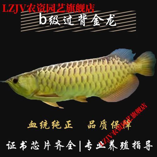 金龍魚的發色過程圖解