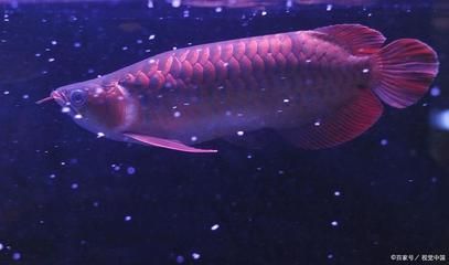 紅龍魚吃什么食物發色最好看：紅龍魚吃什么食物發色最好看呢？
