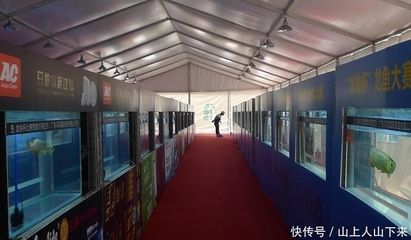 廣州龍魚比賽特殊組隊名單：2017長城杯龍魚比賽廣州龍魚比賽特殊組隊名單