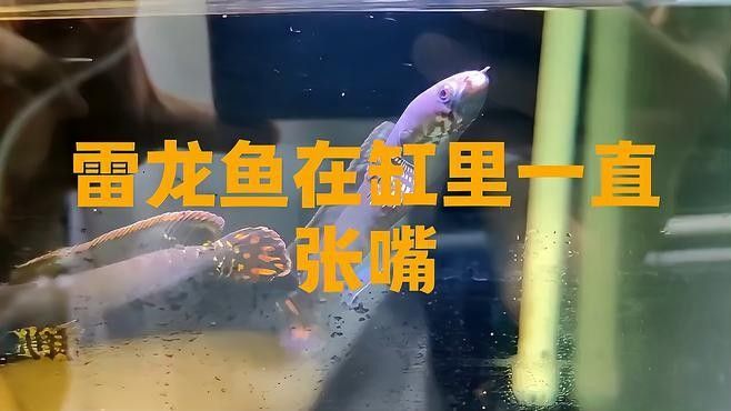 龍魚張嘴呼吸需要立即治療嗎？