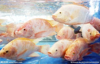 太湖龍魚：太湖龍魚養殖方法