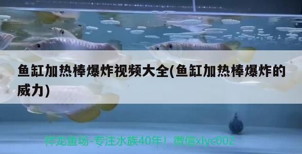 龍魚干蝦有營養嗎 魚缸加熱棒爆炸視頻大全(魚缸加熱棒爆炸的威力) 龍魚百科 魚缸加熱棒爆炸視頻大全(魚缸加熱棒爆炸的威力) 魚缸加熱棒爆炸視頻大全(魚缸加熱棒爆炸的威力) 龍魚百科
