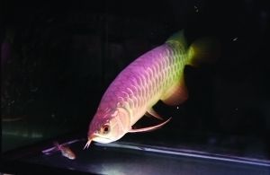 紅龍魚金龍魚用什么燈：金龍魚燈光使用建議