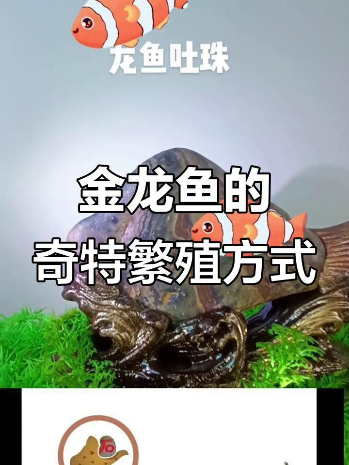 金龍魚繁殖期口孵行為視頻哪里看？