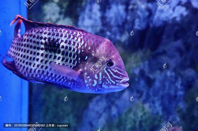有哪些適合龍魚缸的裝飾物？