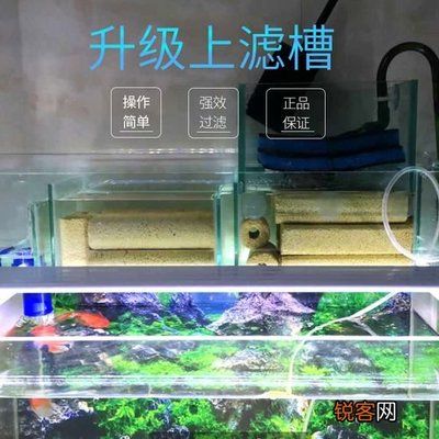 紅龍魚(yú)怎么養(yǎng)方法介紹一下圖片和價(jià)格視頻（紅龍魚(yú)怎么養(yǎng)方法介紹一下圖片和價(jià)格視頻）