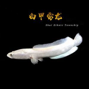 白化雷龍魚多少錢一條，白化雷龍魚多少錢一條白化雷龍魚飼養技巧分享