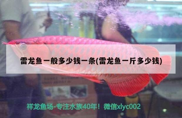 白化雷龍魚多少錢一條，白化雷龍魚多少錢一條白化雷龍魚飼養技巧分享