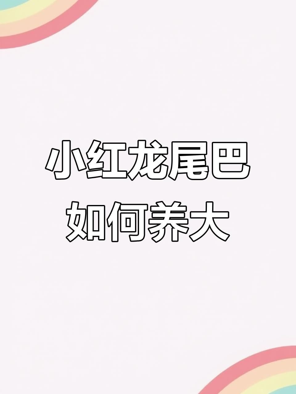 如何挑選健康的紅龍魚幼魚？