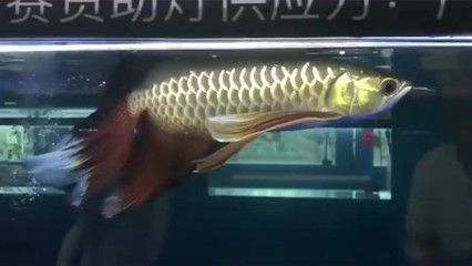 廣州變異鳳凰龍魚事件是真的嗎：全國唯一一條變異鳳凰龍魚被廣東土豪收入囊中