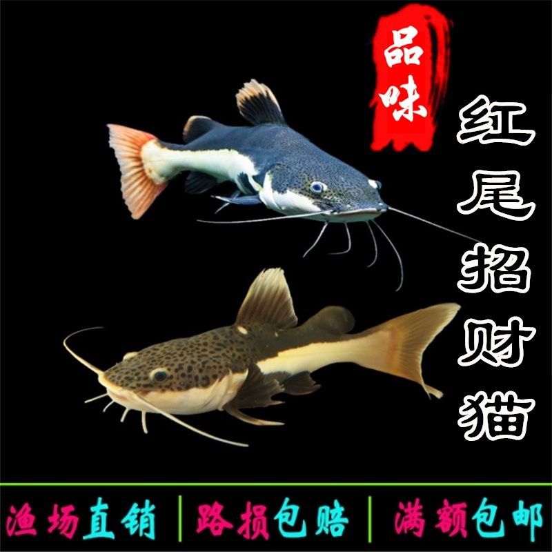 哪些魚種適合與招財貓和龍魚混養？