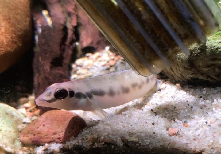 孔雀龍魚品種大全圖片及名稱