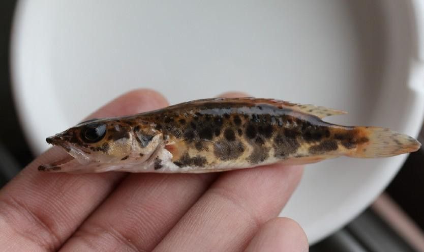 孔雀龍魚品種大全圖片及名稱