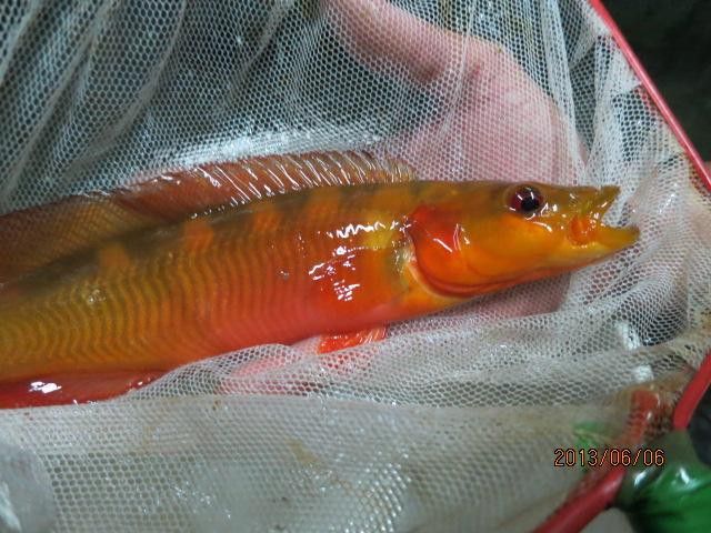 孔雀龍魚品種大全圖片及名稱
