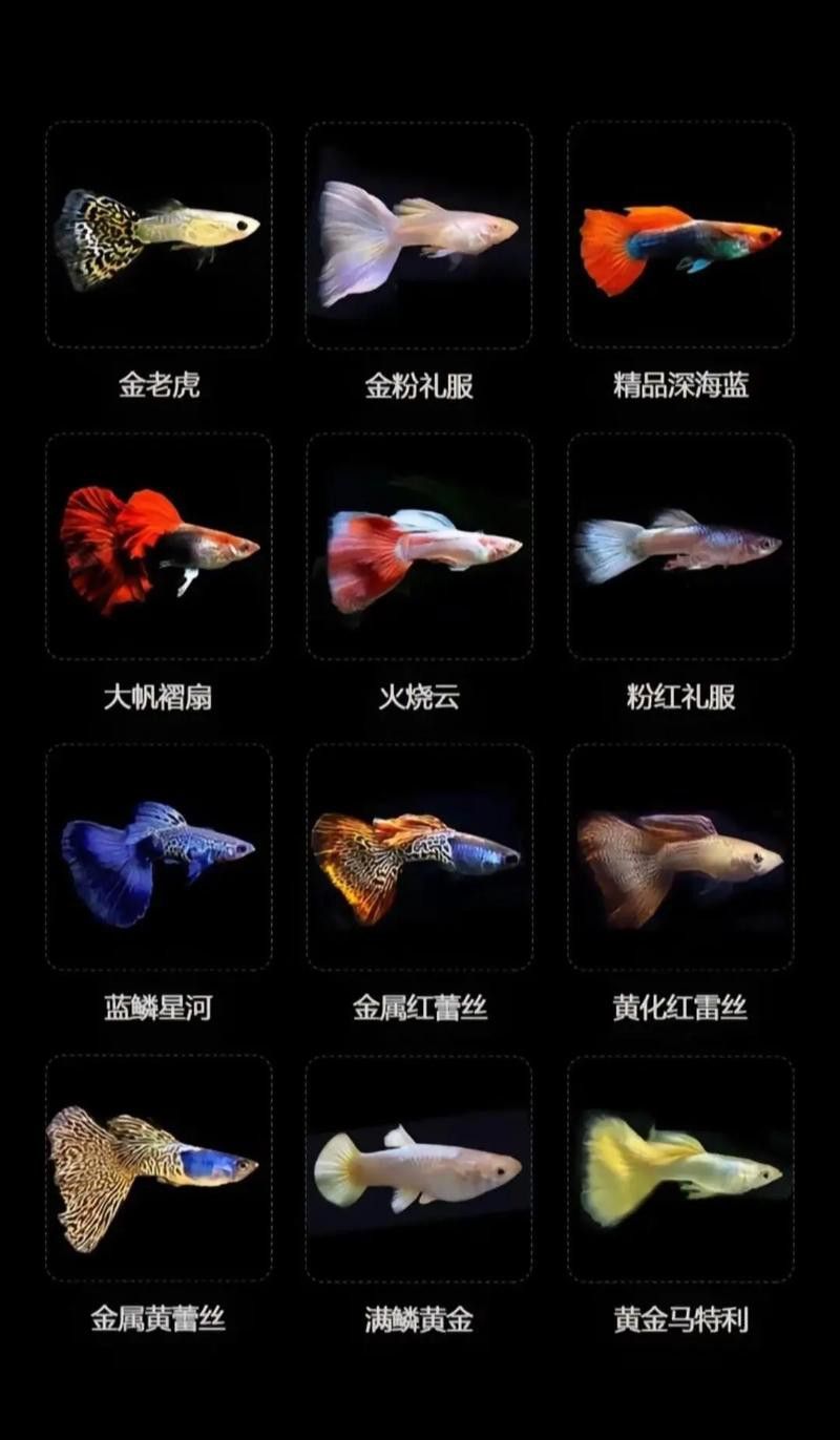 孔雀龍魚品種大全圖片及名稱