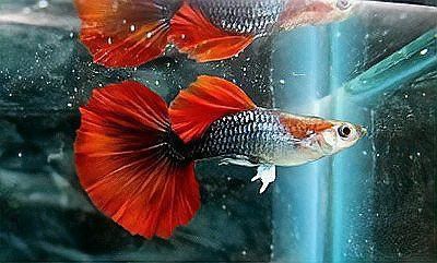 孔雀龍魚品種大全圖片及名稱