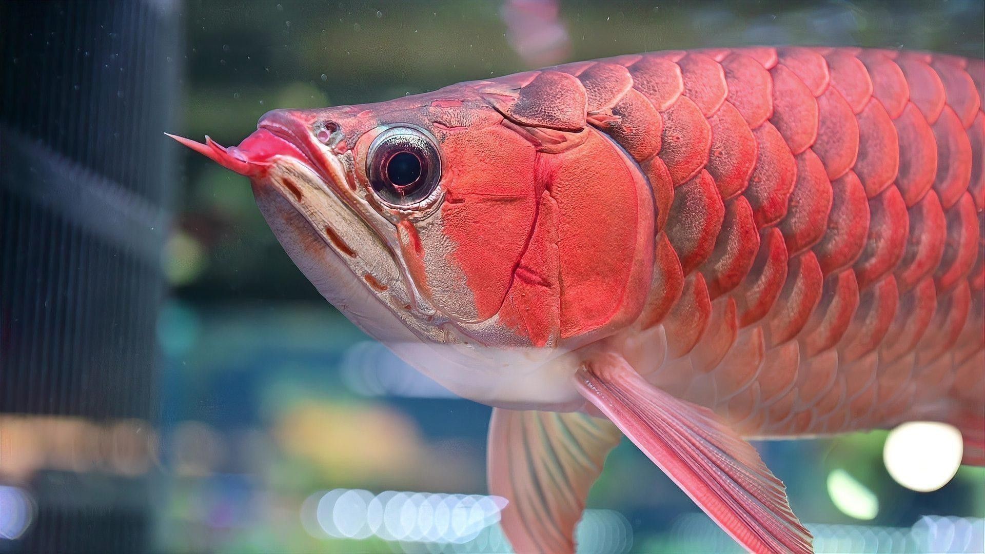 龍魚吃什么食物最好？ 龍魚吃什么食物最好？ 龍魚百科 第3張