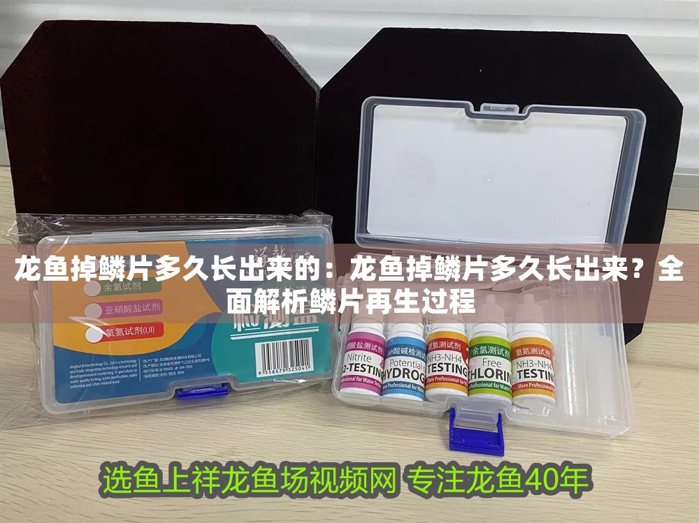 龍魚掉鱗片多久長出來的：龍魚掉鱗片多久長出來？全面解析鱗片再生過程