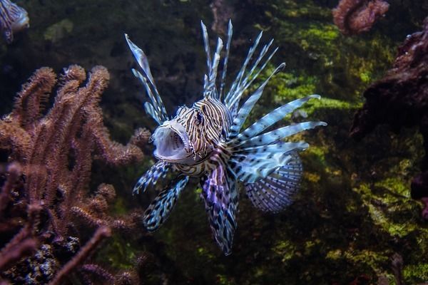 雙線側(cè)魚繁殖期間的水質(zhì)管理：雙線側(cè)魚繁殖期水溫調(diào)控技巧，雙線側(cè)魚繁殖期間水質(zhì)監(jiān)測方法 雙線側(cè)魚繁殖期間的水質(zhì)管理：雙線側(cè)魚繁殖期水溫調(diào)控技巧，雙線側(cè)魚繁殖期間水質(zhì)監(jiān)測方法 龍魚百科 第2張