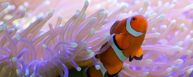雙線側(cè)魚繁殖期間的水質(zhì)管理：雙線側(cè)魚繁殖期水溫調(diào)控技巧，雙線側(cè)魚繁殖期間水質(zhì)監(jiān)測方法 雙線側(cè)魚繁殖期間的水質(zhì)管理：雙線側(cè)魚繁殖期水溫調(diào)控技巧，雙線側(cè)魚繁殖期間水質(zhì)監(jiān)測方法 龍魚百科 第4張