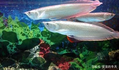 紅龍魚怎么喂食的（紅龍魚的喂食方法） 紅龍魚怎么喂食的（紅龍魚的喂食方法） 龍魚百科 第2張