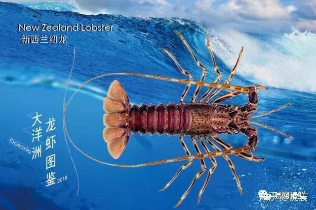 有哪些著名的紅龍產區？