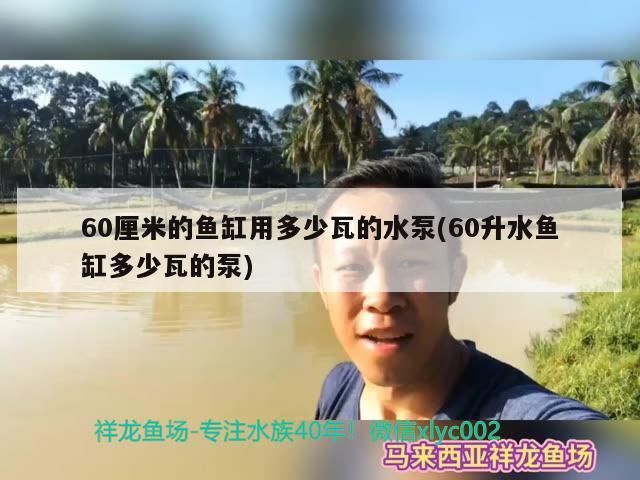 龍魚跟什么魚混養最好：龍魚和什么魚混養好