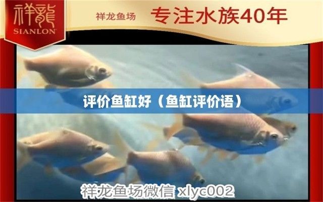 魚缸好的夸贊詞語，如何評價魚缸的實用性 魚缸好的夸贊詞語，如何評價魚缸的實用性 龍魚百科 第3張