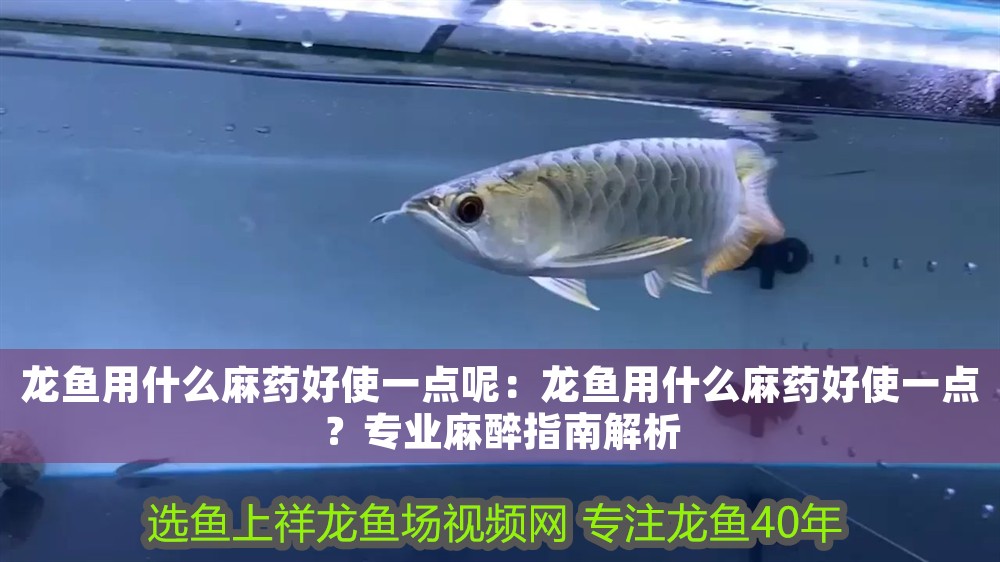 龍魚用什么麻藥好使一點呢：龍魚用什么麻藥好使一點？專業麻醉指南解析